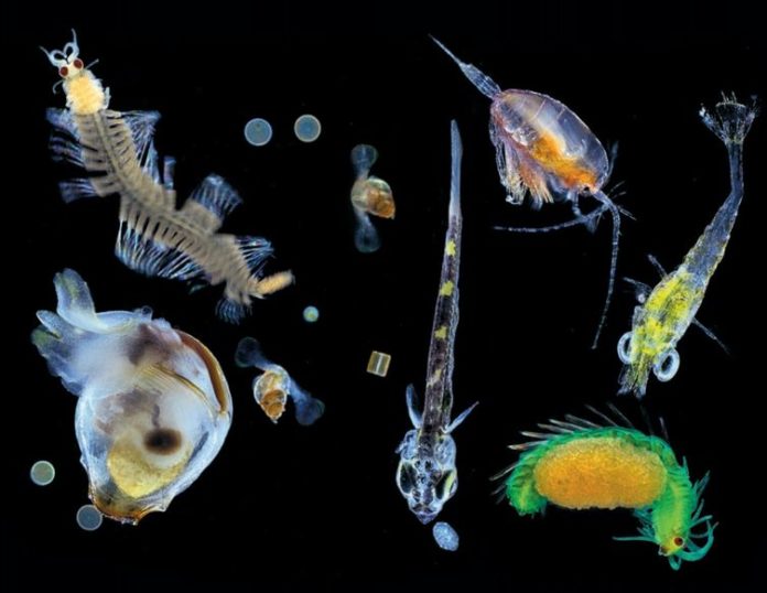 Zooplankton: Pengertian, Klasifikasi, Adaptasi, Reproduksi dan Perannya Dalam Ekosistem Perairan