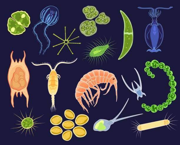 Klasifikasi Zooplankton