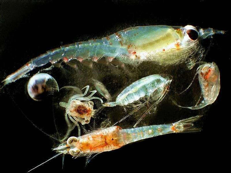 Mekanisme Adaptasi Zooplankton