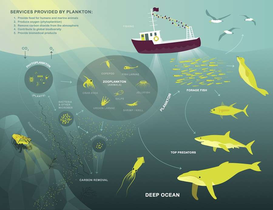 Peran Zooplankton dalam Rantai Makanan