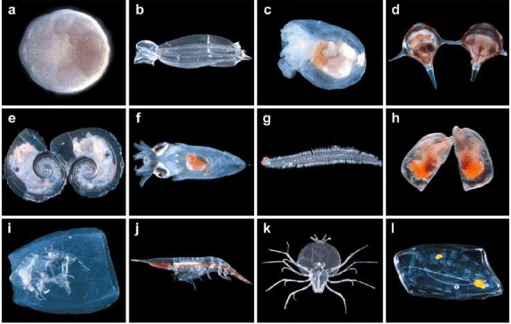 Siklus Reproduksi Zooplankton