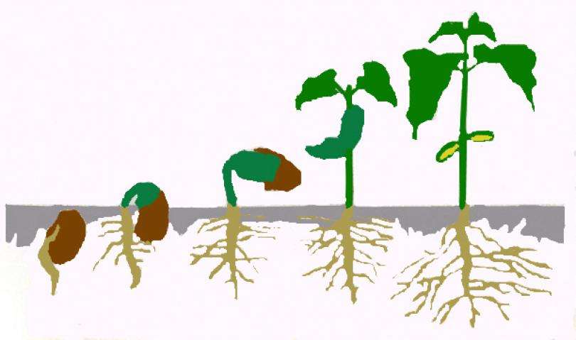 Growing thing s. Рост растений. Этапы роста растений. Рост растений и животных. Стадии развития растений.