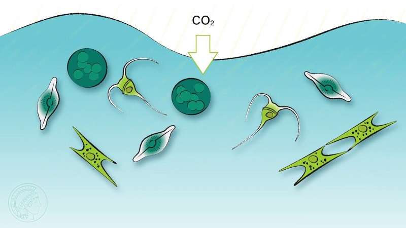 1 Pengertian Fitoplankton Manfaat, Dampak, Klasifikasi, Reproduksi dan Laju Pertumbuhan