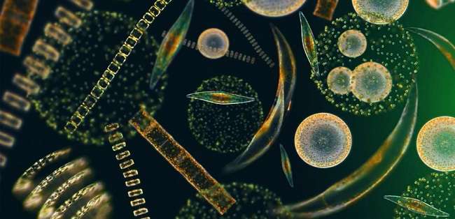 2 Manfaat dan Peran Fitoplankton