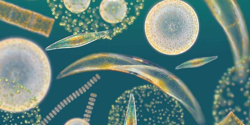 3 Dampak Fitoplankton Bagi Kehidupan di Alam