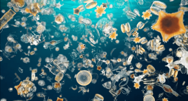 Pengertian Fitoplankton  Manfaat Dampak Klasifikasi 